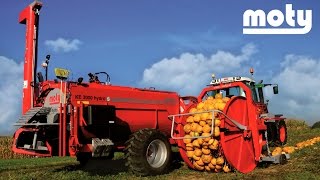 MOTY Pumpkin seed harvesting [upl. by Anadal]