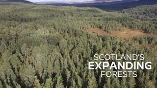 Cairngorms Connect Woodland Expansion [upl. by Milone]