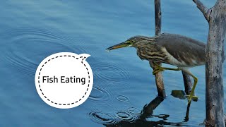 Bird Eating Fish  Fish Eating  Fish Hunting  Pond Heron Bird Catching Fish [upl. by Marijn720]