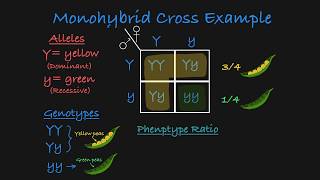 IGCSE BIOLOGY REVISION Syllabus 17  Monohybrid Inheritance [upl. by Tommie]