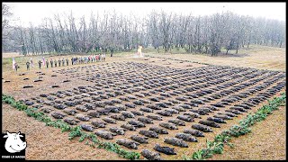 Cómo Los Agricultores Lidian Con Millones De Cerdos Salvajes Gigantes Que Invaden Los Campos De Maíz [upl. by Gemini195]