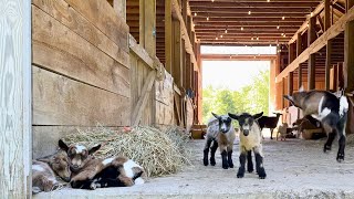 13 healthy new baby goats…feeling lucky [upl. by Amliv344]