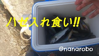 【年間200日以上釣りに出掛けてるリアルな釣り動画】2024年10月17日 大潮 前々から気になってたポイントで釣りしたら入れ食いだった。 [upl. by Kit]