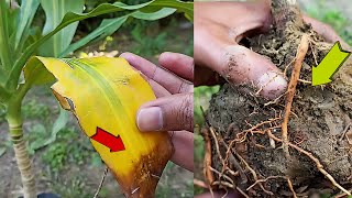 How to save your dying Corn Plant Dracaena [upl. by Brecher]