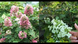 How And When To Prune Oakleaf Hydrangeas To Get Beautiful Blooms [upl. by Hjerpe676]