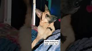 Seyana bcha sada food views recipe doglover dog like jarmandog [upl. by Ariaz]