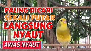 PANCINGAN KENARI GACOR PANJANG Ini Cocok Untuk Masteran Kenari PAUD amp PANCINGAN Kenari MACET BUnyi [upl. by Damal534]