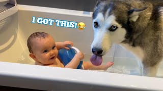 Husky Helps Newborn Baby Bath In The Cutest Way Possible😭 [upl. by Hands]