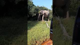 baby elephant 🙄🐘🐘 safari in habarana 🇱🇰 [upl. by Treborsemaj686]