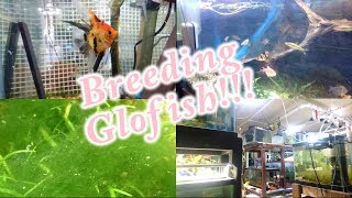 Breeding Glofish Plus a Fish Room Update December 8 2018 [upl. by Seedman]