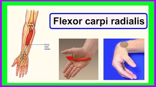 flexor carpi radialis [upl. by Einreb]