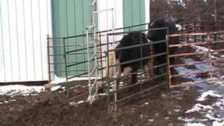 Automatic Cattle Gate Demonstration [upl. by Erie245]