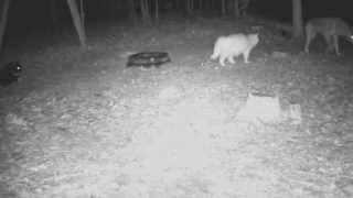 18 Year Old One Eyed Cat Scares Away Coyote [upl. by Tatia]