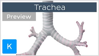 Trachea location and structure preview  Human Anatomy  Kenhub [upl. by Tsirc]