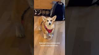 Dog went into catatonic state because of new harness [upl. by Engedi]