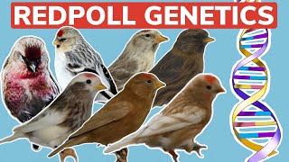 Redpoll Genetics amp Colour Variants  SexLinked CoDominant amp Recessive [upl. by Arymas842]