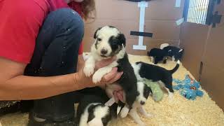 Billabong River x Sweep pups 4 weeks old [upl. by Chaddy]