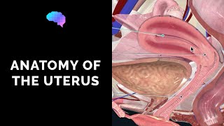 Anatomy of the Uterus  Ovaries  3D Anatomy Tutorial  UKMLA  CPSA [upl. by Amihsat]