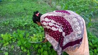 My small kitchen garden tour Lai Saag le ke aai or kaisa banye lai saag recipe dailyvlog [upl. by Court232]