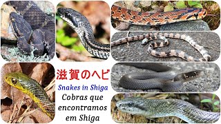 滋賀のヘビ  Cobras que observamos em Shiga [upl. by Curtis314]