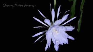 Timelapse of NightBlooming Cereus Epiphyllum Queen of the night Moon Cactus Night Cactus [upl. by Valdis]