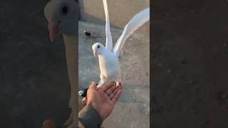 Full White 🤍 Fantail Female Pigeon ki video ♥️ shorts pigeon kabootar [upl. by Rockwood]