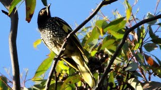 Rare Sighting  Critically Endangered Regent Honeyeaters  short version [upl. by Anastasio369]