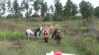 Quail Hunting At Its Best Shenandoah Plantation [upl. by Yzzo]