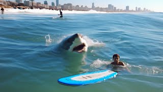 When Surfers Mess With The Wrong Shark [upl. by Ruenhcs]