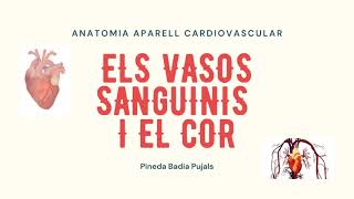 Anatomia de laparell cardiovascular 1 Els vasos sanguinis i el cor [upl. by Craig739]