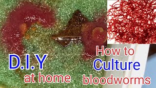 How to culture TubifexbloodwormsHindi Unlimited Live Food for Fish Grow Your Tubifex at Home [upl. by Wina]