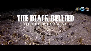 Project Based  Lophius Budegassa [upl. by Aroc]