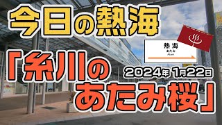 今日の熱海「糸川のあたみ桜」（20240122） [upl. by Ravaj]