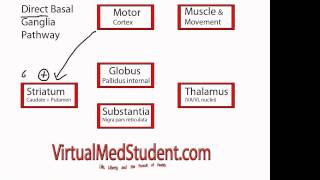 Basal Ganglia Direct Pathway [upl. by Kan]