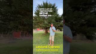 Grow LEYLAND CYPRESS Successfully  Tips amp Tricks Revealed [upl. by Ardnatal]