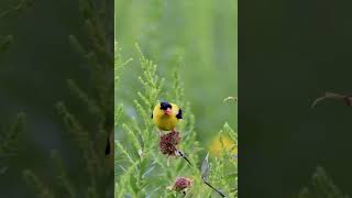 chhote parinde ki awaazlittle bird voice [upl. by Daigle]