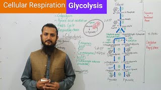 Glycolysis  Cellular Respiration [upl. by Anneh]