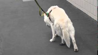 Stem Cell Therapy for Degenerative Myelopathy in Dogs Dr Kraemer Vet4Bulldogcom [upl. by Bryce]