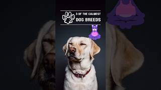 Here are three of the calmest dog breeds dogbreed dogbreeds puppy puppytraining puppylife dogs [upl. by Annat]