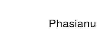 How to pronounce Phasianus [upl. by Nedak512]