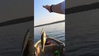 Berkley Stunna first cast magic arkansas kayakbassfishing [upl. by Novelia]