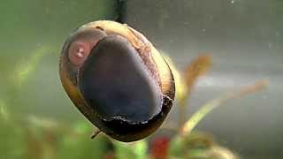 Horned Nerite Snail Clithion Corona Gehoornde Neritina slakRennschnecken [upl. by Chiquia714]