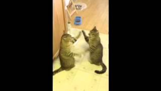 Cats Play Pattycake [upl. by Ot]