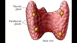 STOP Ignoring These Primary Hyperparathyroidism Symptoms You Wont Regret It [upl. by Silletram]