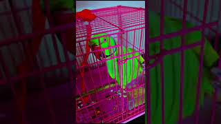 Talkative parrot 🦜 cutebaby funny cute love [upl. by Amikat]