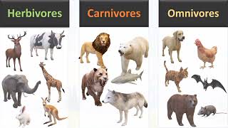 Herbivores Carnivores and Omnivores animals [upl. by Ledairam666]