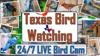 247 Live Bird Cam in Texas Wide Quad HD quality  Over 15 species identified [upl. by Sharman]