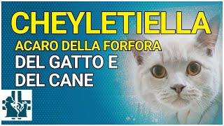 Cheyletiella lacaro della forfora nel gatto e nel cane [upl. by Attiuqihc798]