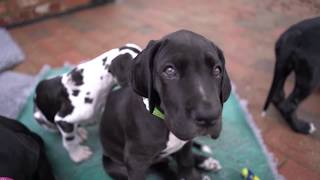 FIRST MONTH WITH GREAT DANE PUPPY [upl. by Marco950]