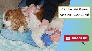 AtHome Dog Massage for Senior Cavalier King Charles Spaniel How to Give a Dog Massage at Home [upl. by Irish]